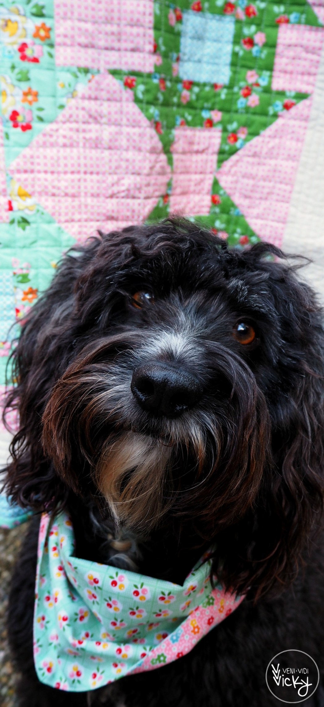 veni vidi vicky | Backyard Roses