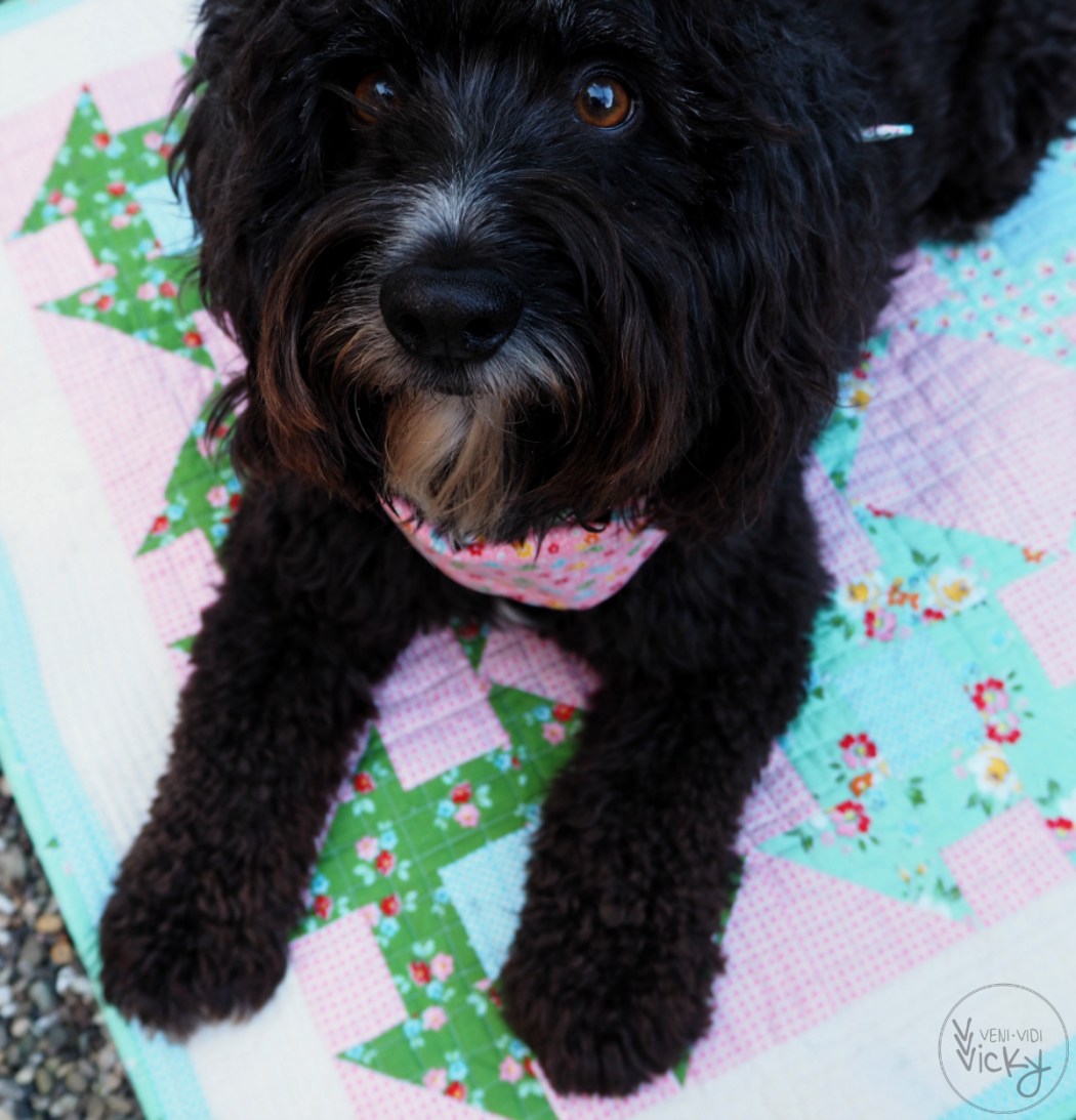 veni vidi vicky | Backyard Roses